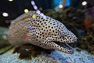 XGP九月下旬新增游戏阵容 《荒神2》、《凤凰点》等